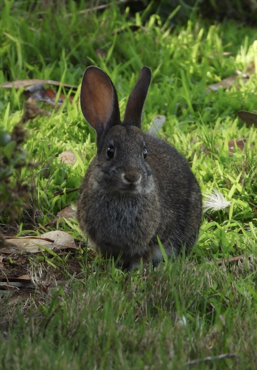 Animals - ML644732658