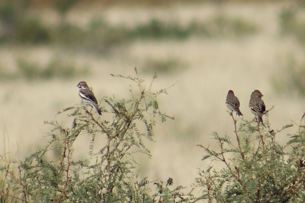 Prärieammer - ML644732668