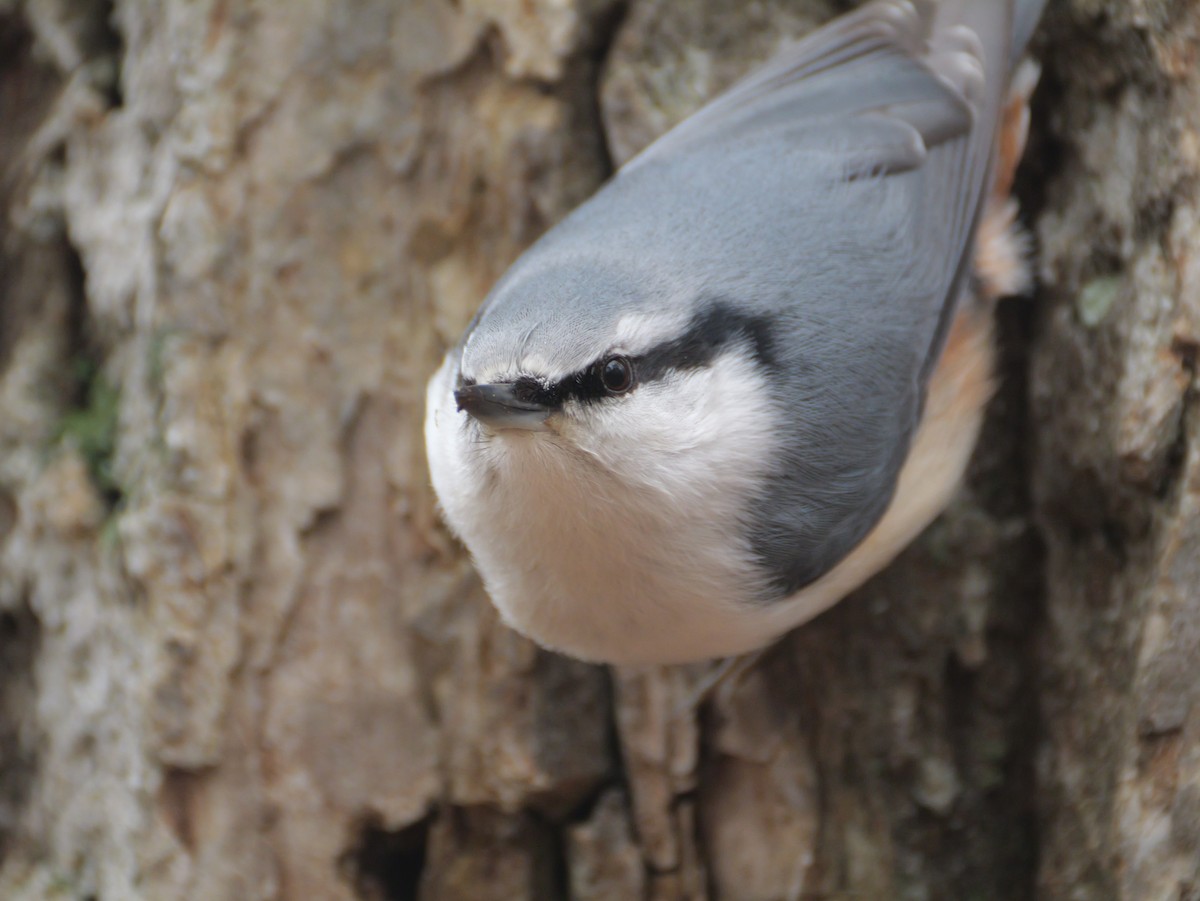 Eurasian Nuthatch - ML644732678