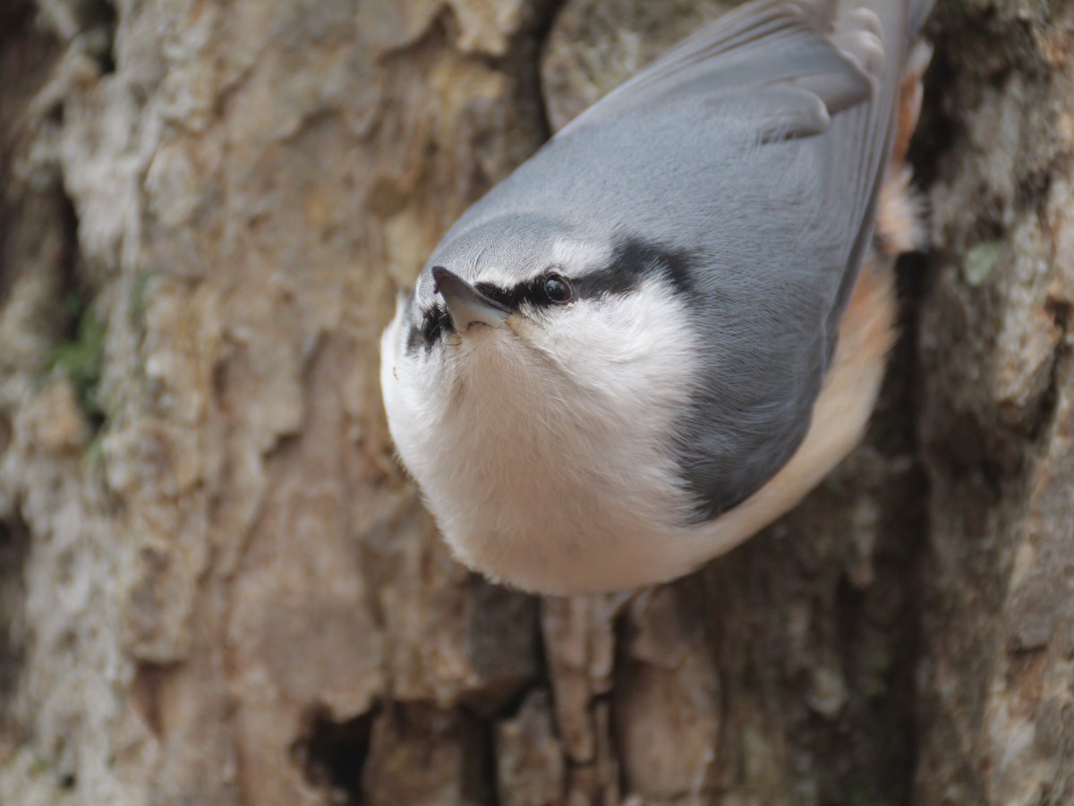 Eurasian Nuthatch - ML644732679