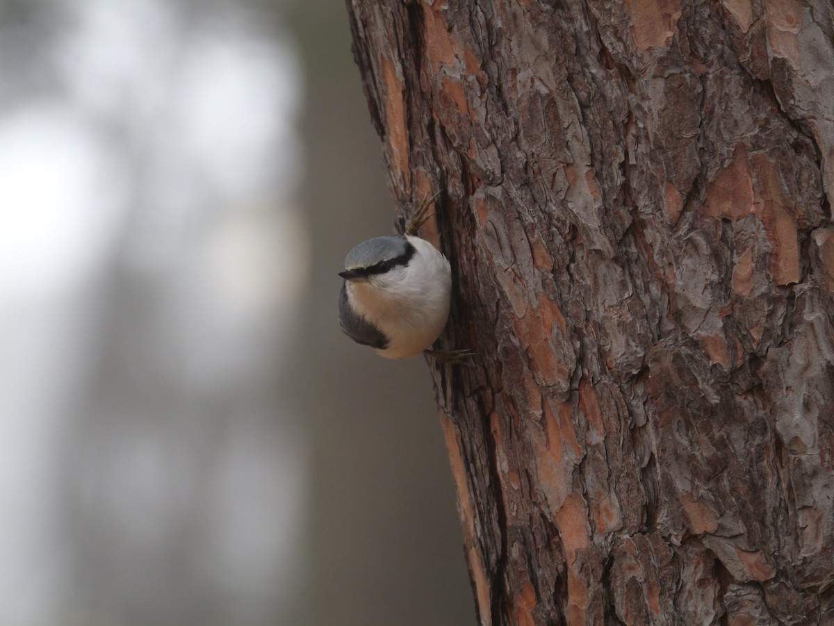 Eurasian Nuthatch - ML644732680