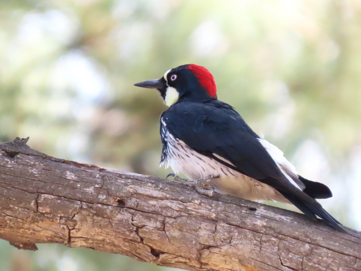 Acorn Woodpecker - ML644732681