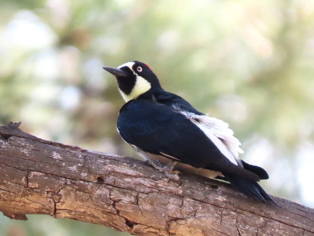 Acorn Woodpecker - ML644732682