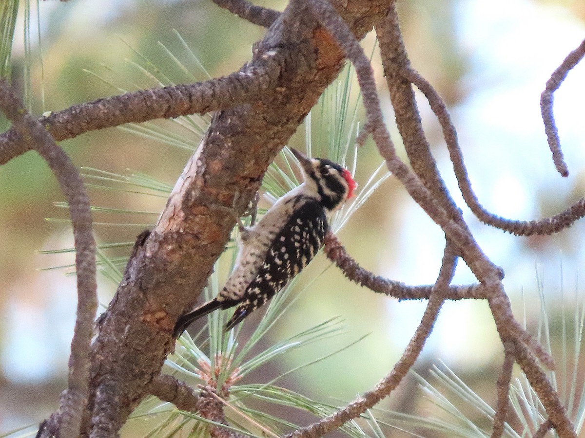 Nuttall's Woodpecker - ML644732683