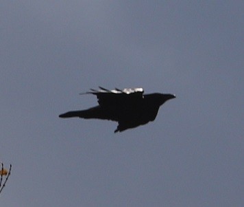 Kolkrabe - ML644732684