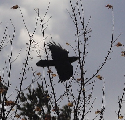 Kolkrabe - ML644732685