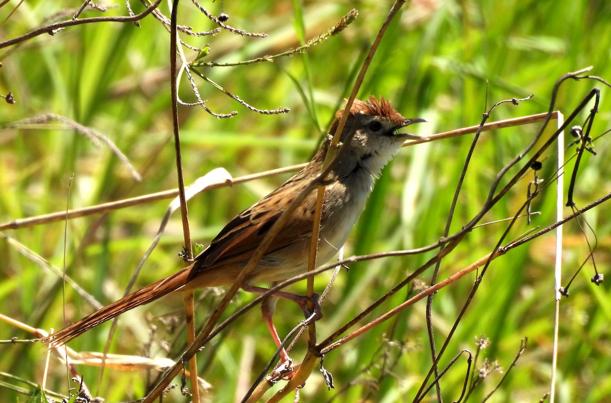 ズアカオオセッカ - ML644732689