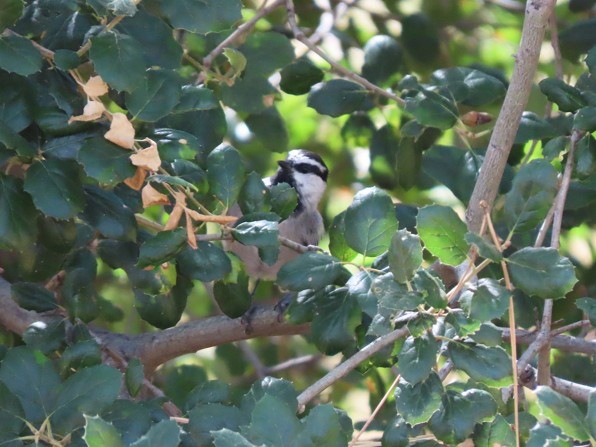 Mountain Chickadee - ML644732691