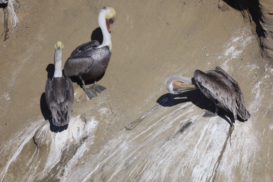 Brown Pelican (California) - ML644732692