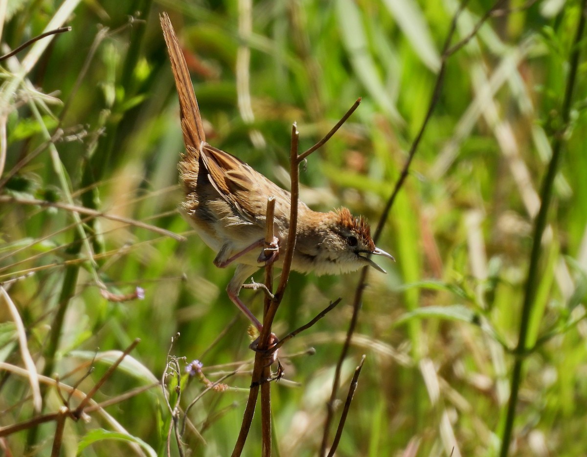 ズアカオオセッカ - ML644732707