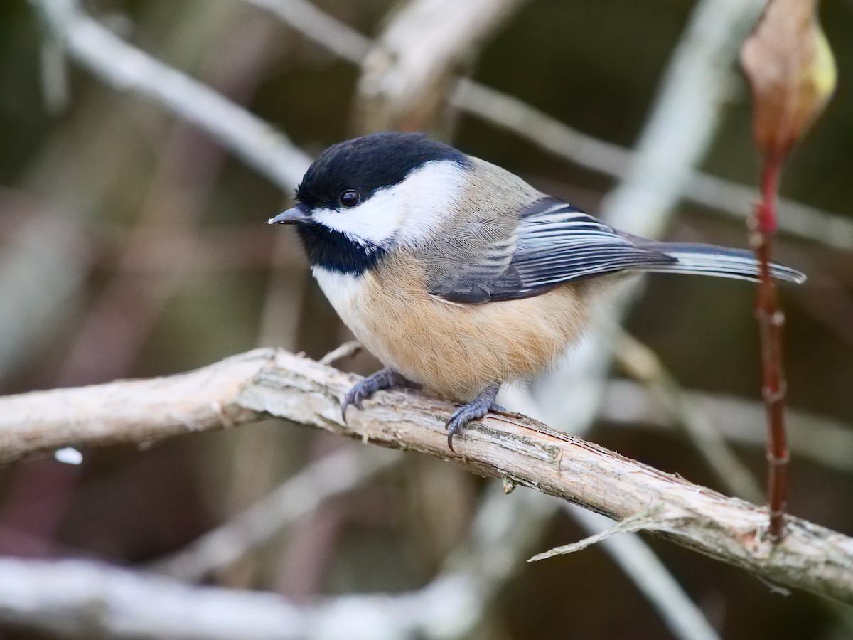 Black-capped Chickadee - ML644732710