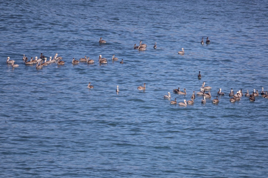 Brown Pelican (California) - ML644732712