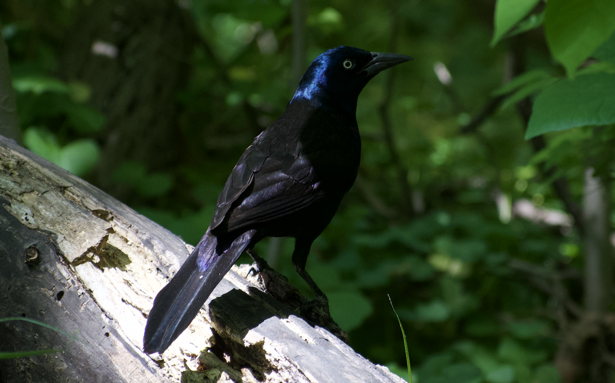 Пурпурный гракл - ML644732713