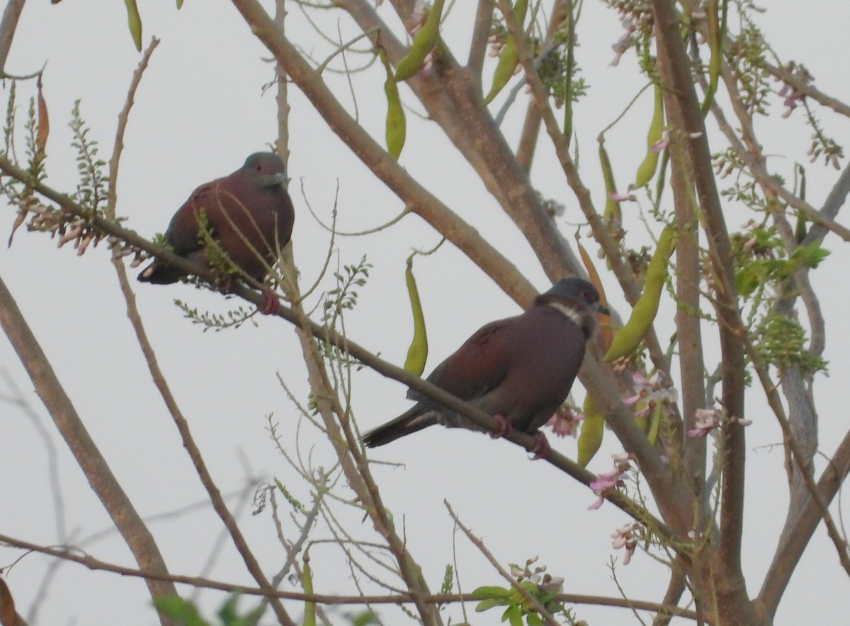 Pale-vented Pigeon - ML644732716