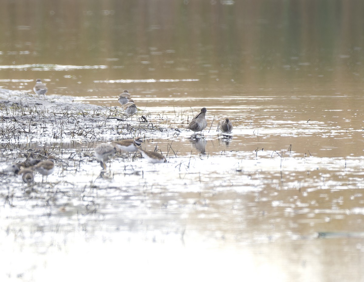 Long-billed Dowitcher - ML644732720