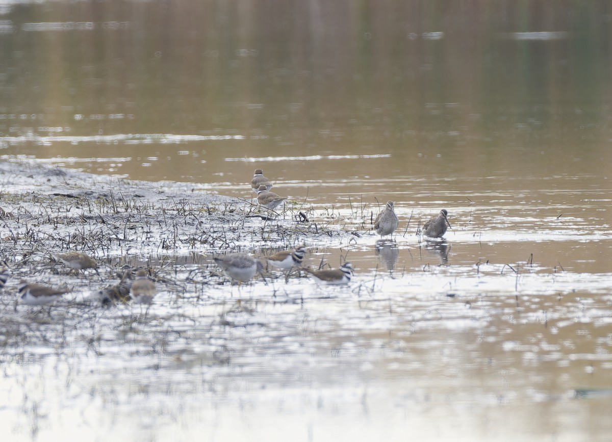 Long-billed Dowitcher - ML644732721
