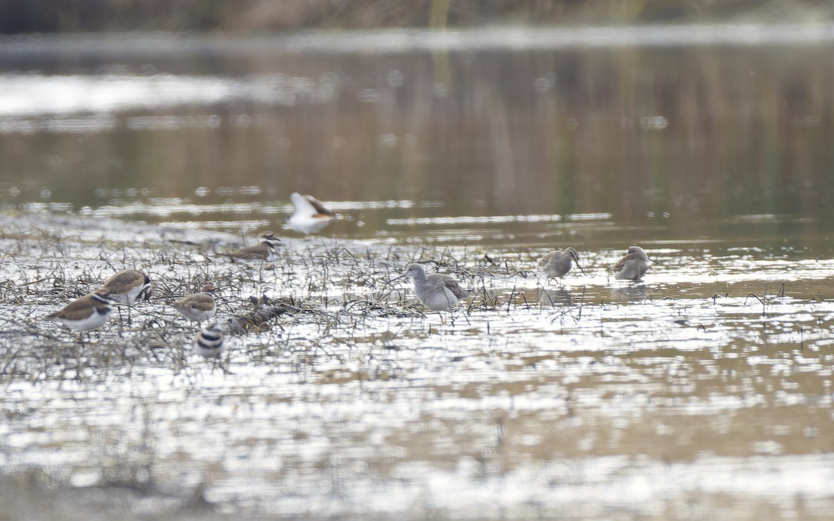 Long-billed Dowitcher - ML644732722