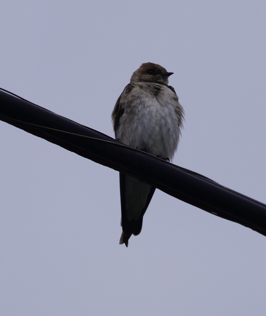 Northern Rough-winged Swallow - ML644732723