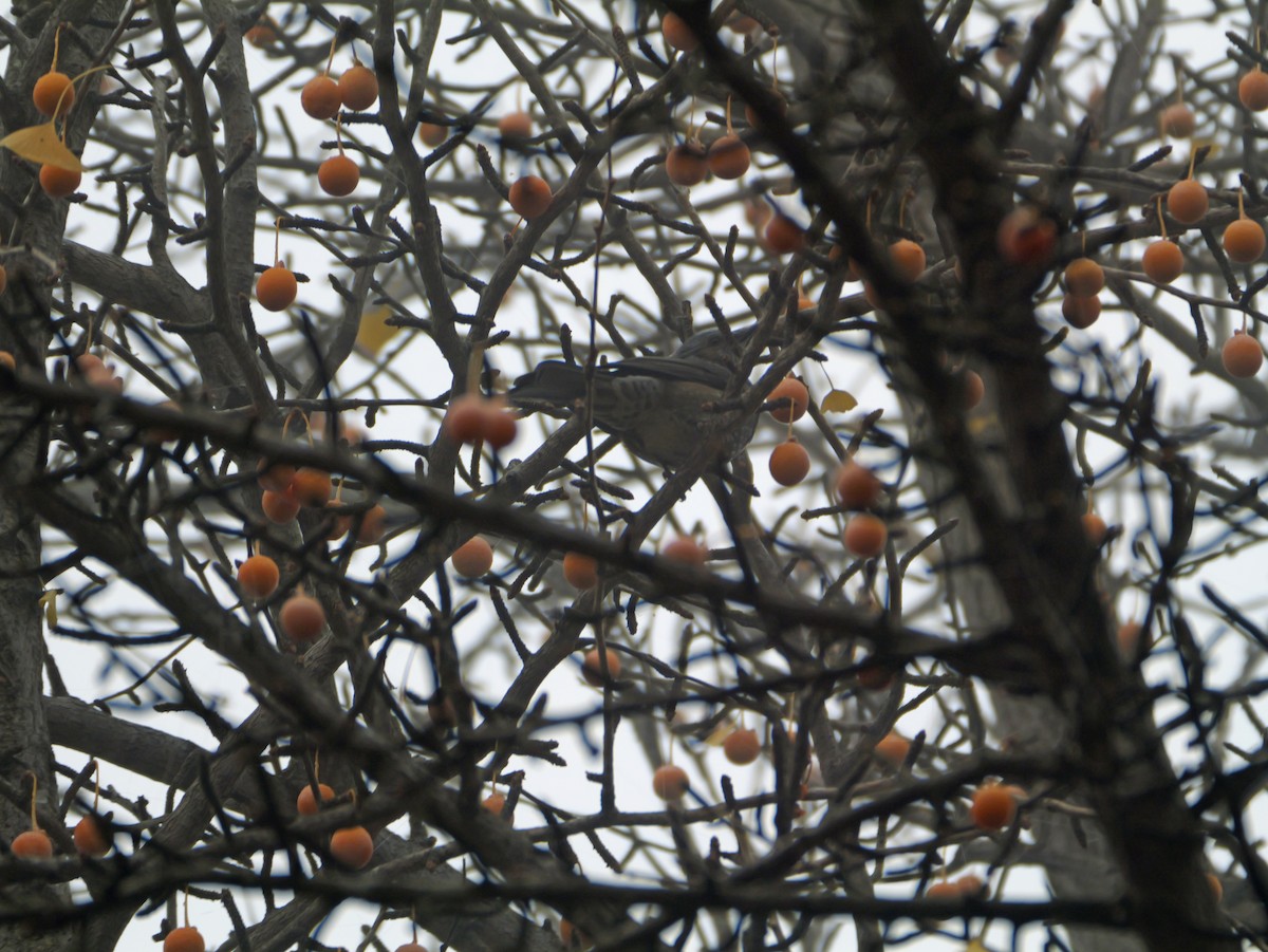 Brown-eared Bulbul - ML644732724