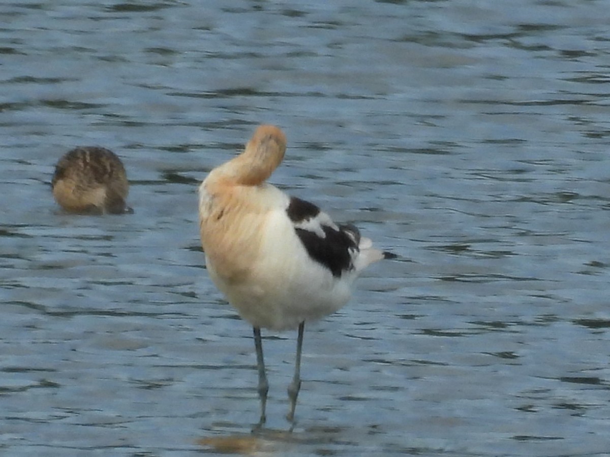 American Avocet - ML644732725