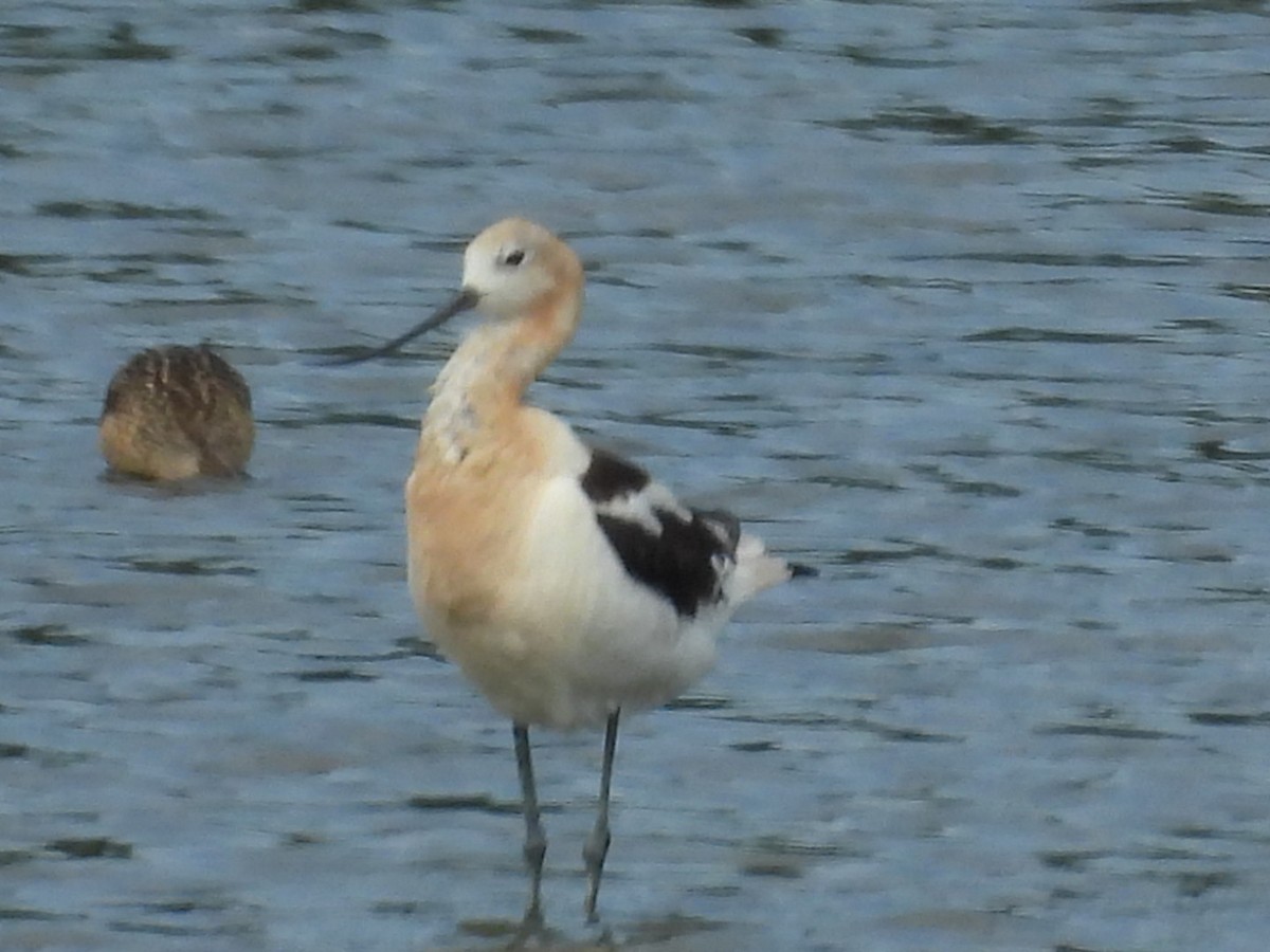 American Avocet - ML644732726