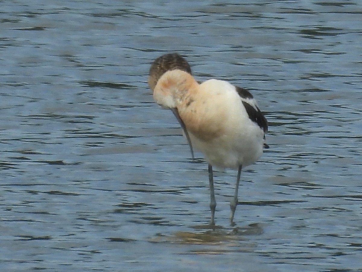 American Avocet - ML644732727