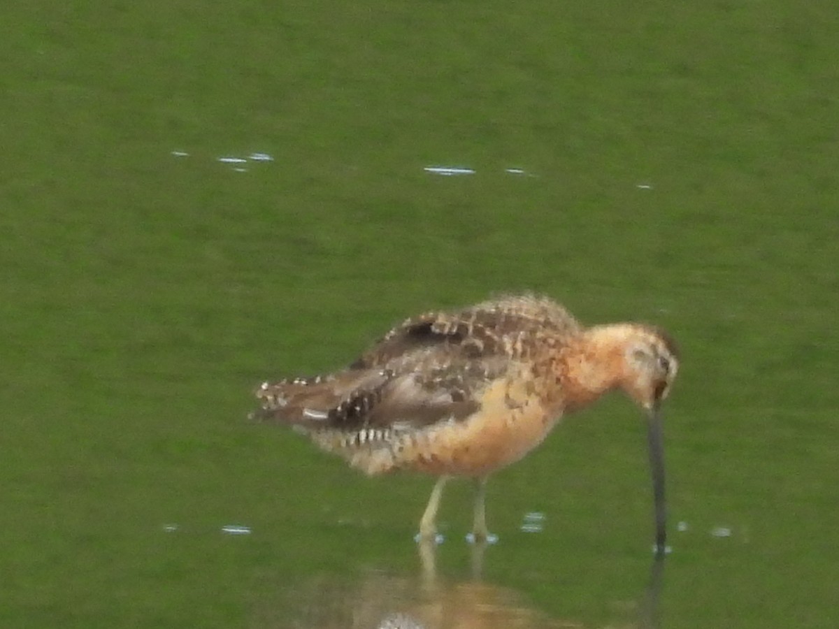 Long-billed Dowitcher - ML644732728