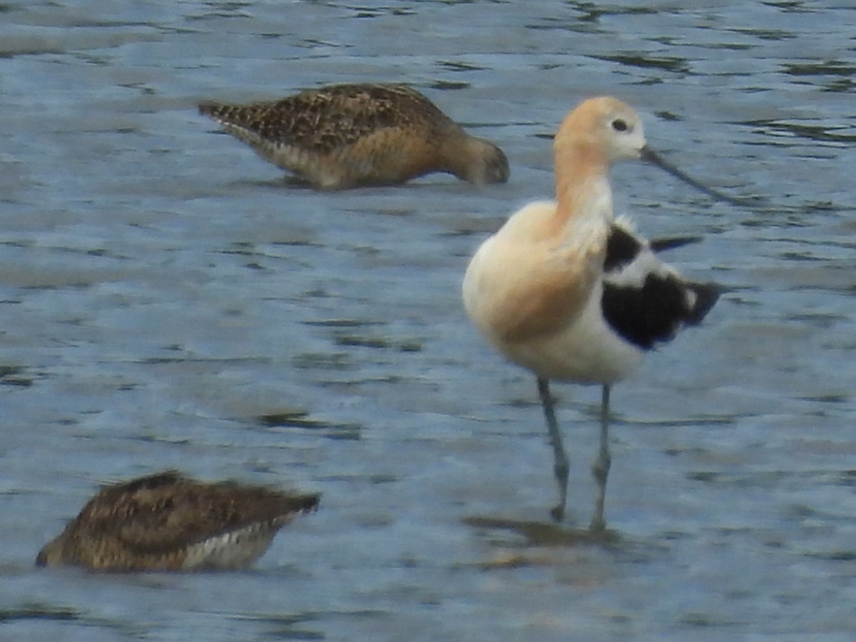 American Avocet - ML644732729