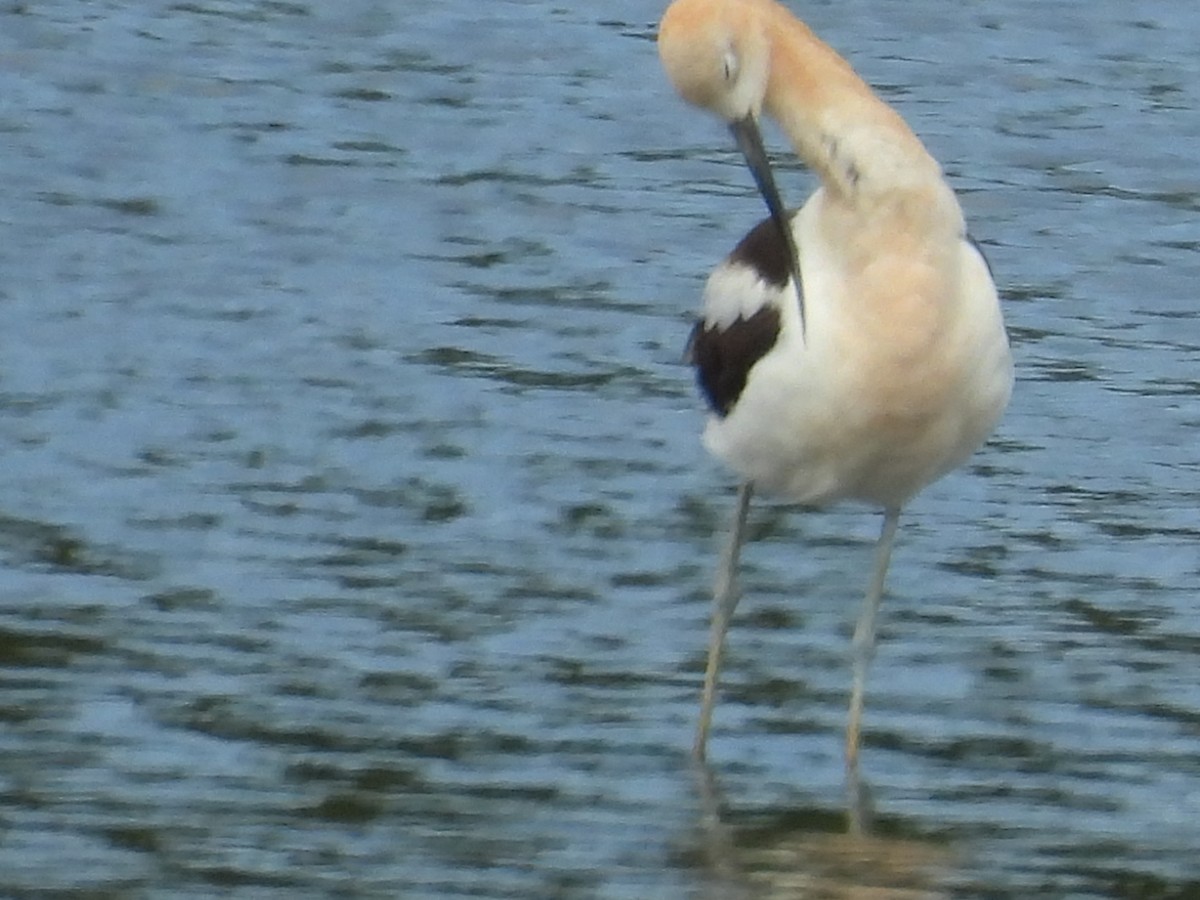 American Avocet - ML644732730