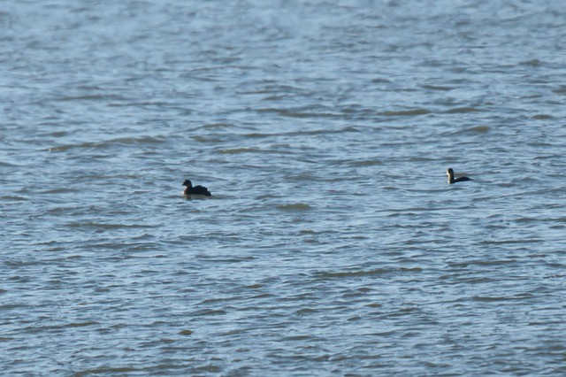 Pied-billed Grebe - ML644732731