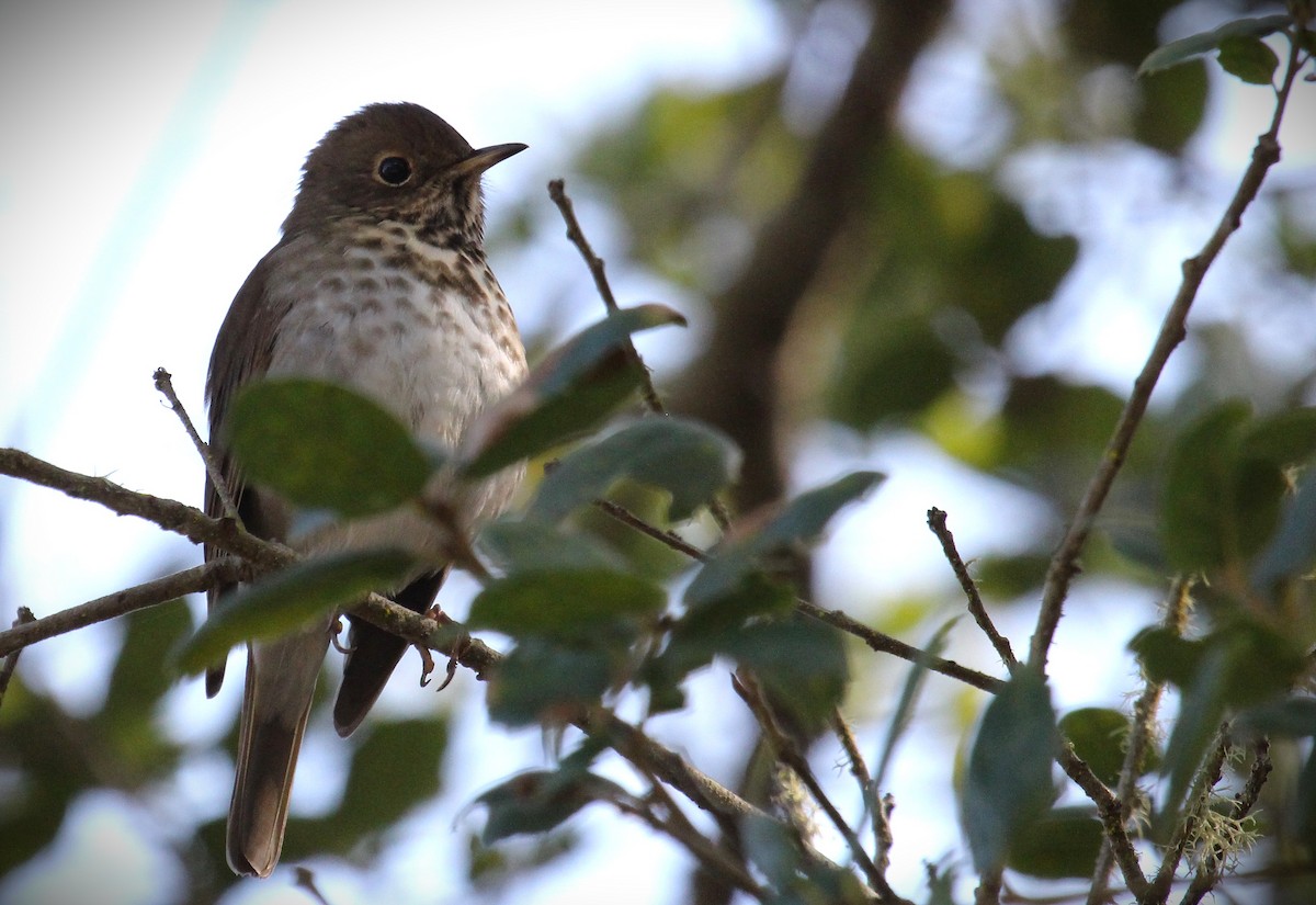 Hermit Thrush - ML644732732