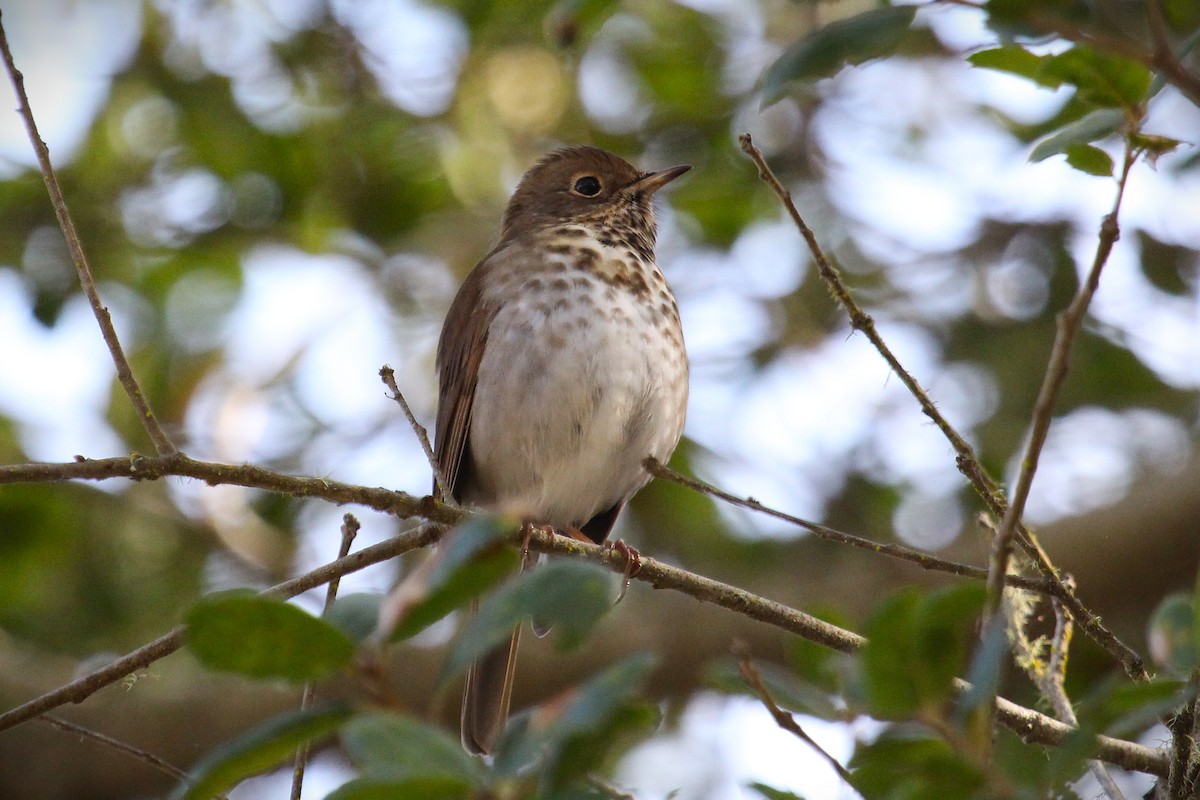 Hermit Thrush - ML644732733