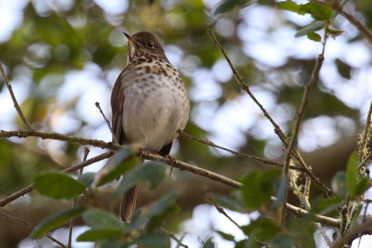 Hermit Thrush - ML644732734