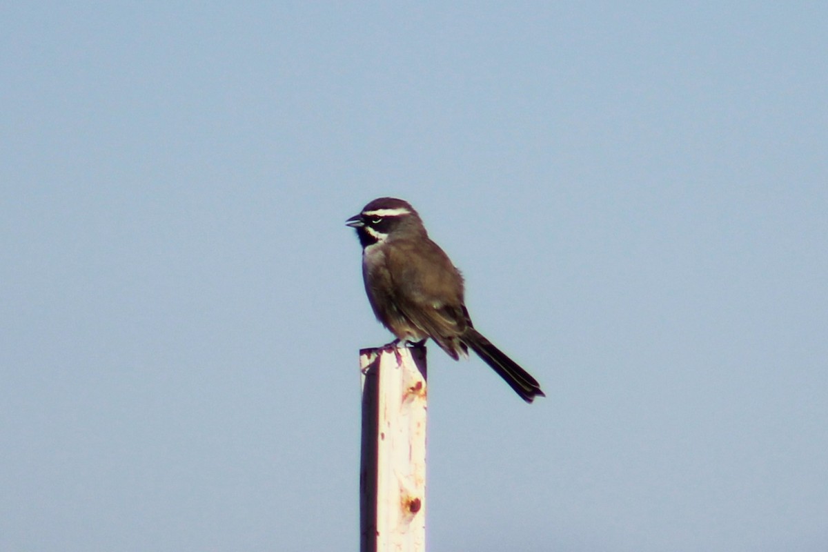 Black-throated Sparrow - ML644732736