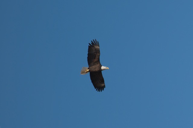Bald Eagle - ML644732738