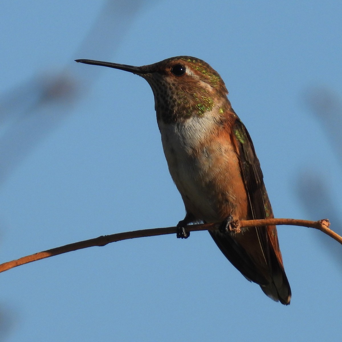 Anna's Hummingbird - ML644732739