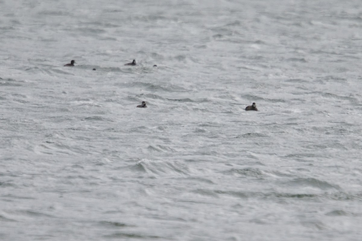 Surf Scoter - ML644732740