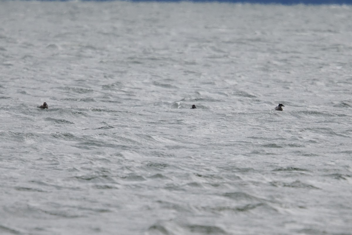 Surf Scoter - ML644732741