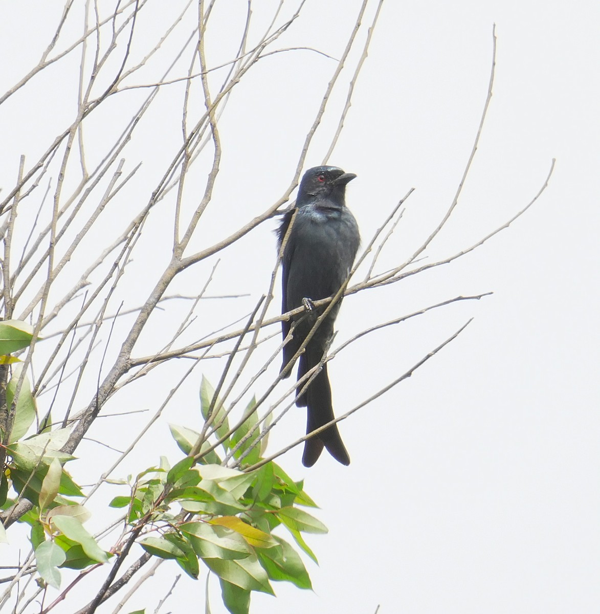 Ashy Drongo - ML644732742