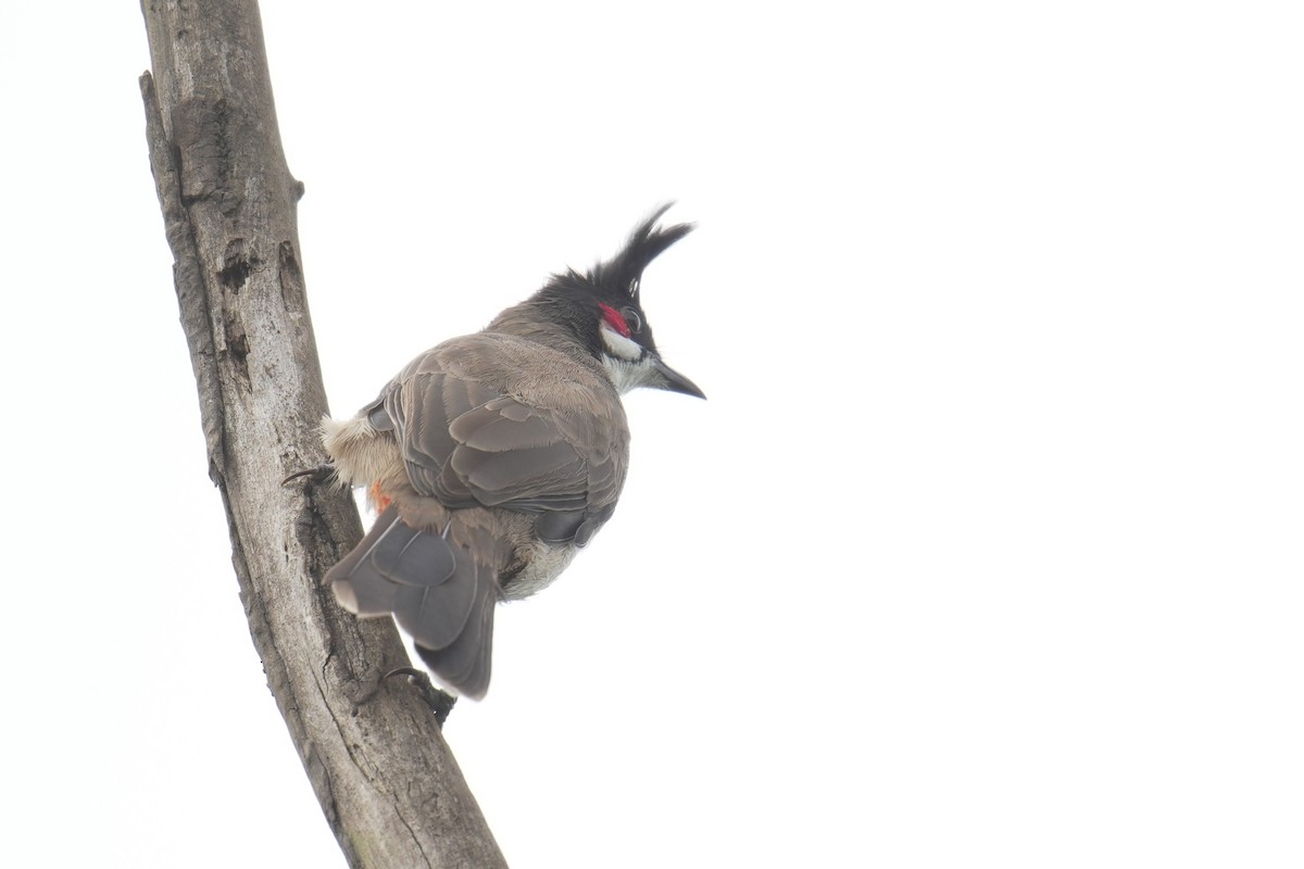 Red-whiskered Bulbul - ML644732743