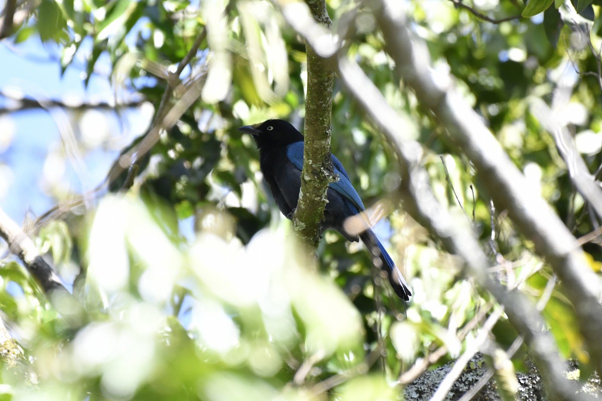 Bushy-crested Jay - ML644732744