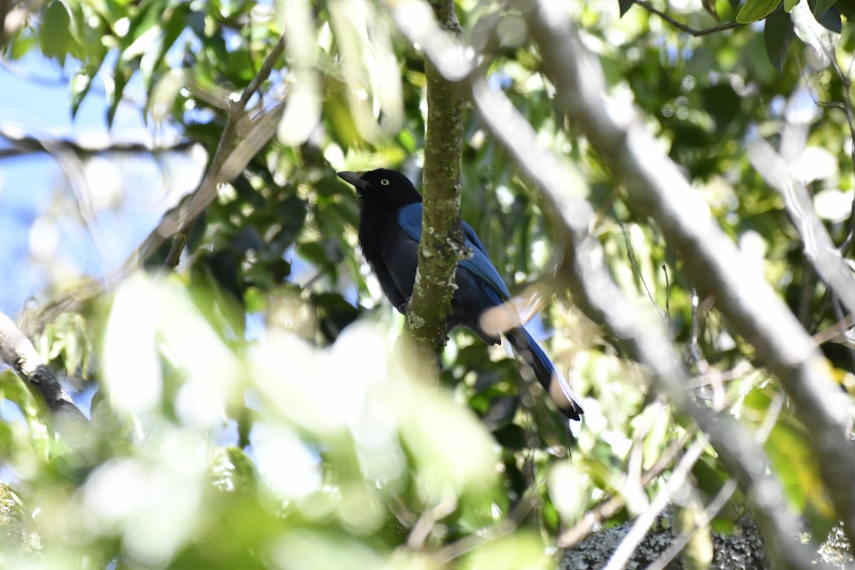 Bushy-crested Jay - ML644732745