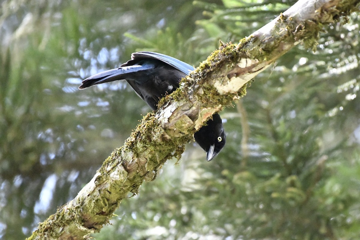 Bushy-crested Jay - ML644732746
