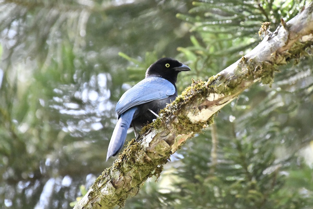 Bushy-crested Jay - ML644732747