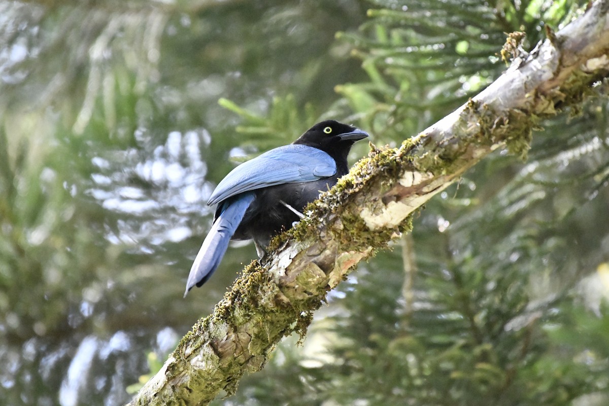 Bushy-crested Jay - ML644732748