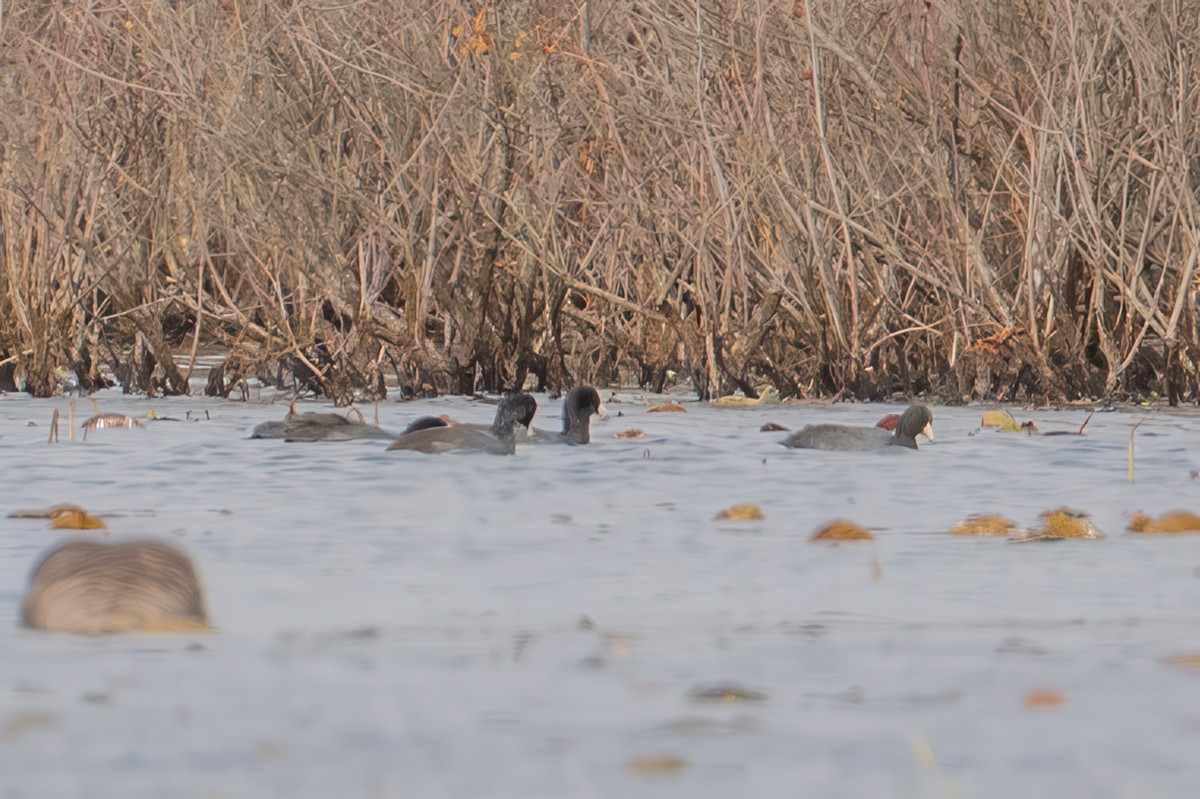 American Coot - ML644732750