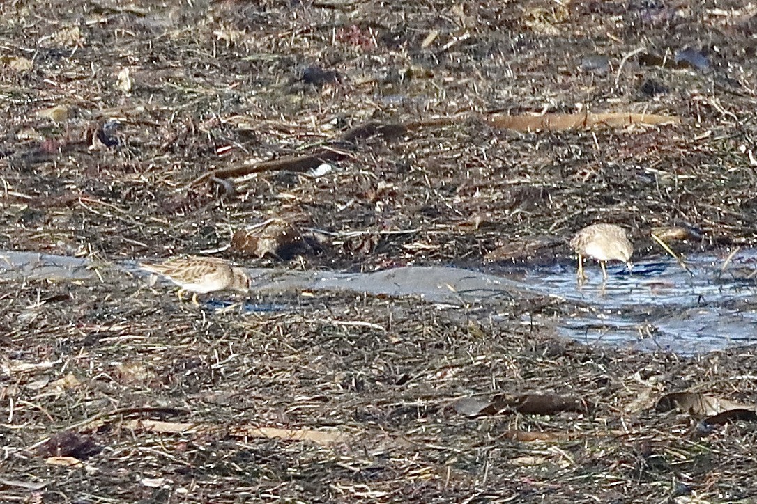 Txirri nanoa - ML644732758