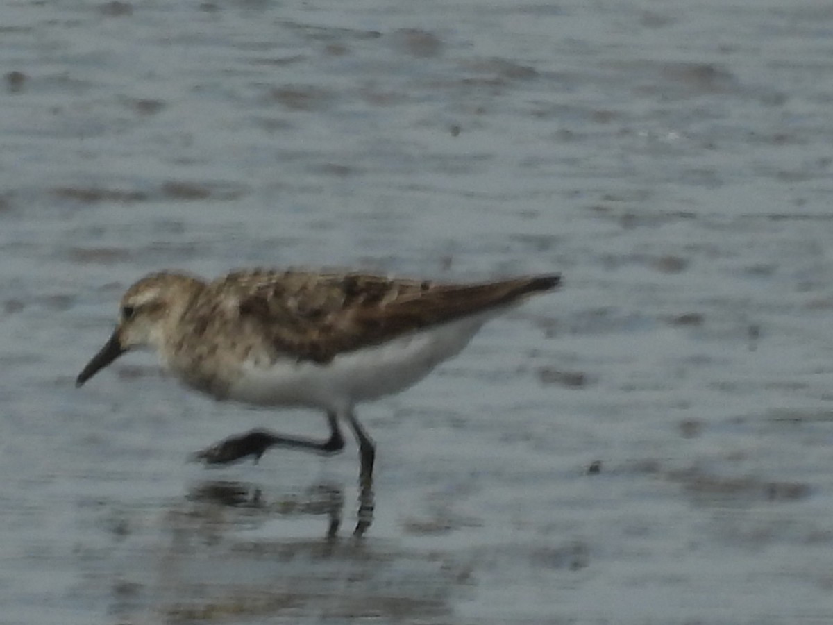 Semipalmated Sandpiper - ML644732760