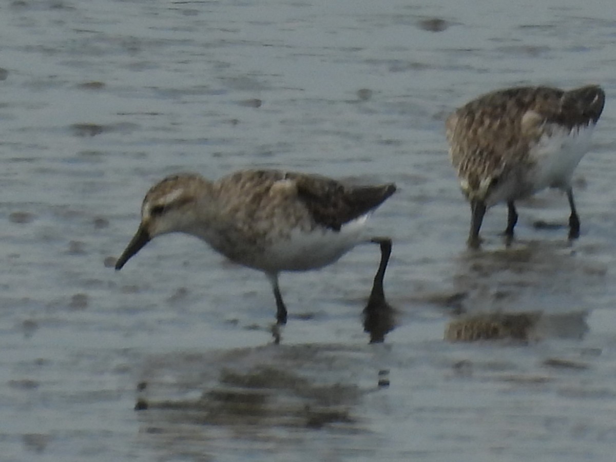 Semipalmated Sandpiper - ML644732761