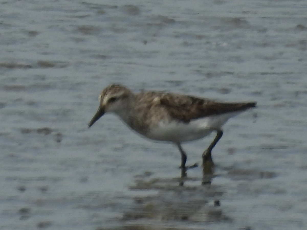 Semipalmated Sandpiper - ML644732762